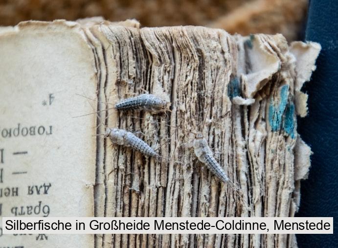 Silberfische in Großheide Menstede-Coldinne, Menstede